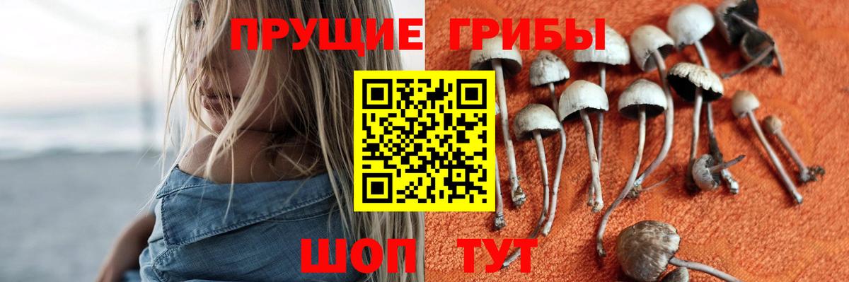 цена   Псилоцибиновые грибы GOLDEN TEACHER  Вход с VPN  Владивосток 